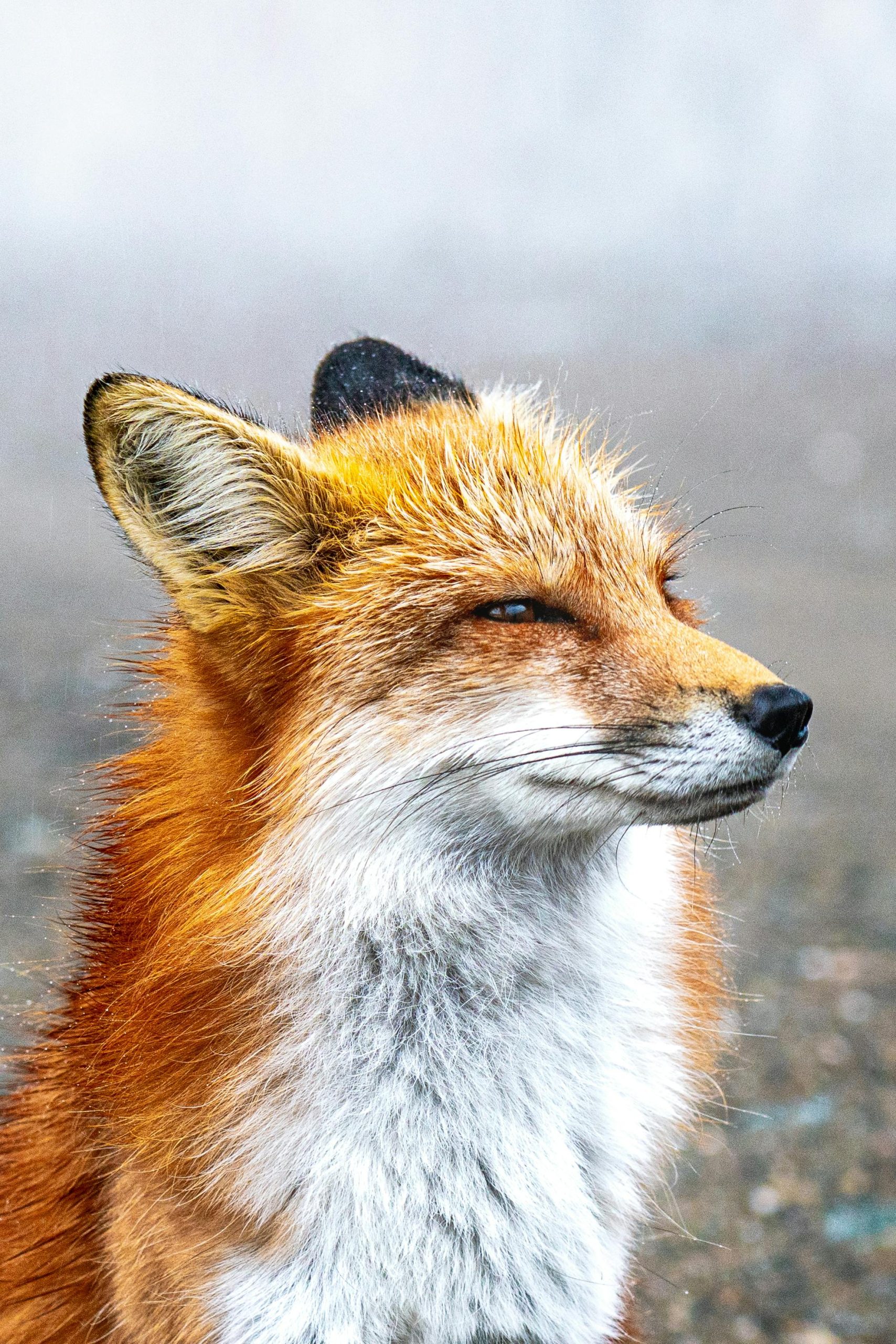 Portrait of a red fox squinting in the wild, showcasing vibrant fur and natural habitat.